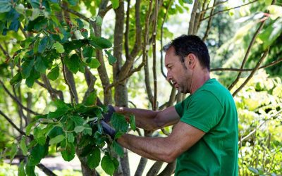 Poste à pourvoir : Jardinier paysagiste professionnel – Chef d’équipe en entretien