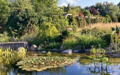 Plantation dans le jardin : arbres, arbustes, vivaces