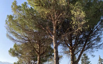 Elagage : Pourquoi contacter un professionnel pour tailler ses arbres ?