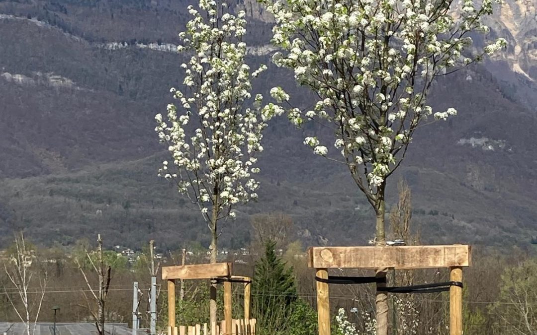 Quelques conseils pour la plantation de vos fruitiers