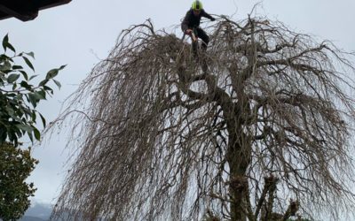 Pourquoi contacter un professionnel pour tailler ses arbres ?