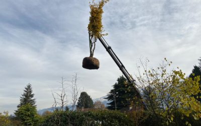 Quelle est la meilleure période pour la plantation de fruitiers ?