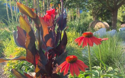 Massif de plantes vivaces