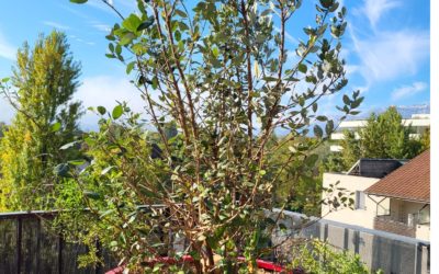 Aménagement d’une terrasse