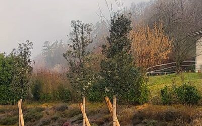 Hiver : la saison des plantations